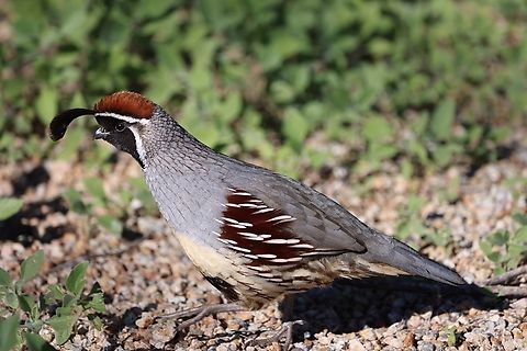 Gambel's Quail male (Callipepla gambelii)  Callipepla gambelii,Fall,Gambels quail,Geotagged,United States