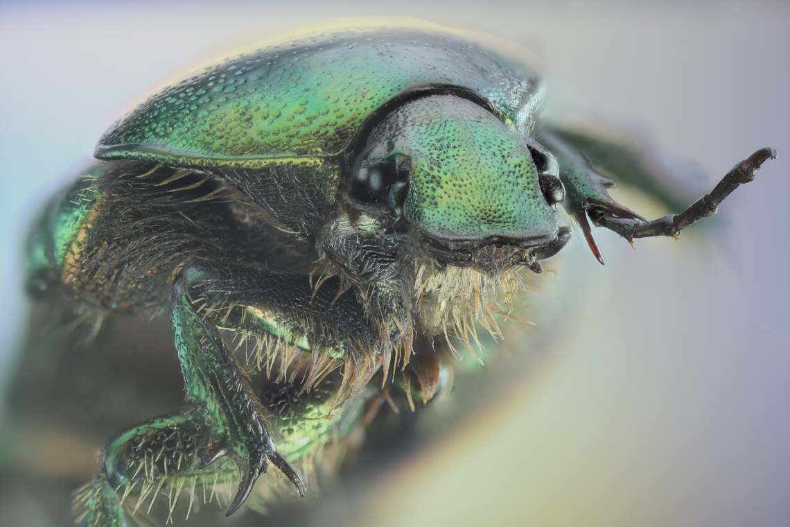 Green Chafer beetle Unknown species. Fall,Geotagged,United States
