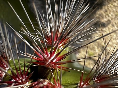 Wooly Rhinoceros Senita (Lophocereus schottii) The plant can grow quite tall in the wild, reaching up to 10-15 feet, and is known for its waxy, ribbed stems. 
Flowers and Fruit: It produces nocturnal pinkish-white flowers, which are followed by small, edible red fruits. 

The bright red color on the inner, newer spines (areoles) is normal for new growth. These spines typically fade to a white or gray color as they mature and age.

Native to the Sonoran Desert, it is extremely drought-tolerant and thrives in full sun conditions. 
The Lophocereus schottii has a unique mutualistic relationship with the senita moth, which is its only nocturnal pollinator.  Fall,Geotagged,Pachycereus schottii,Senita cactus,United States