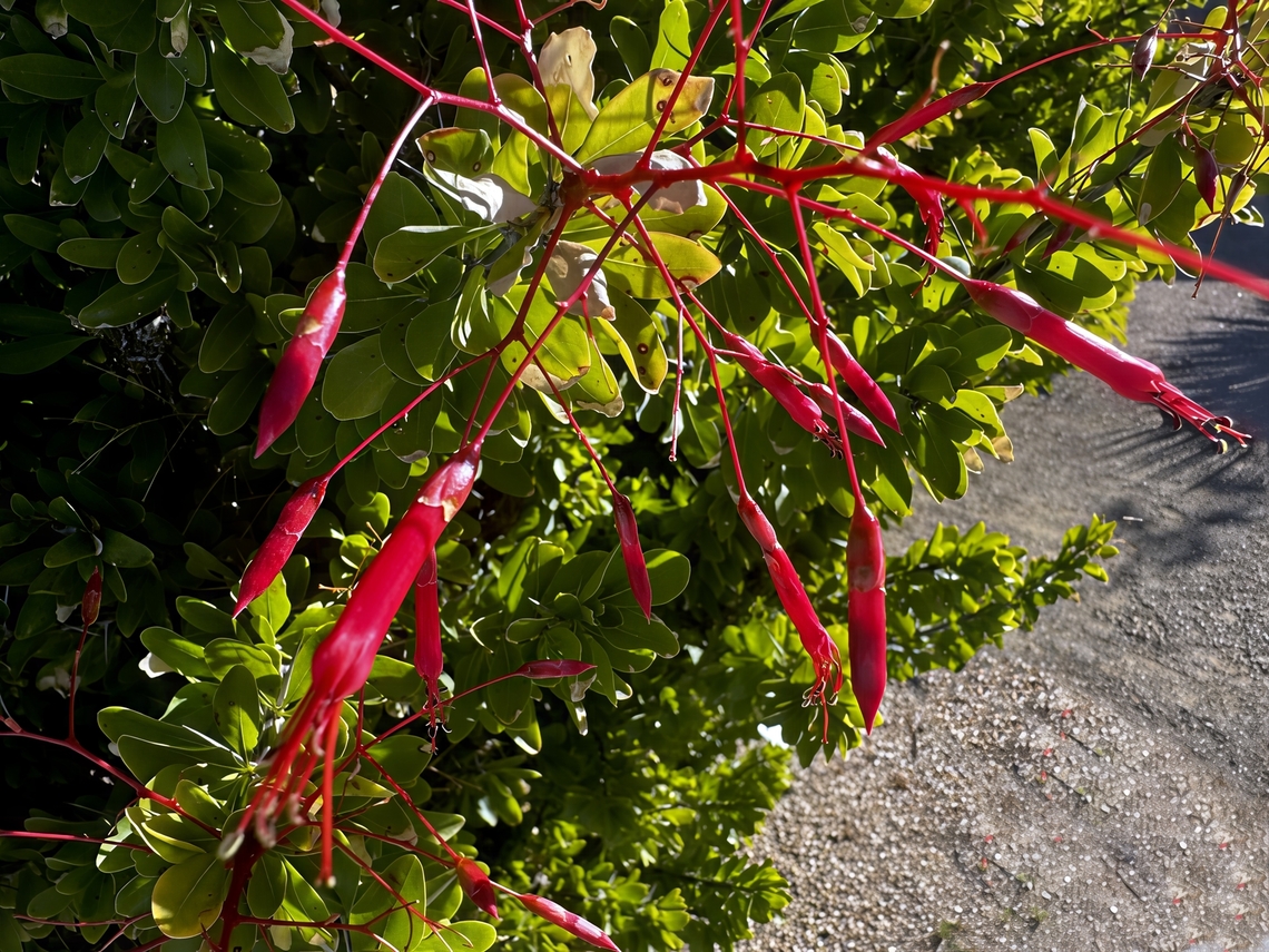 Mexican Tree Ocotillo (Fouquieria macdougalii) Young, developing shoots and leaves are  delicate and lack a fully developed protective waxy layer. The red anthocyanin pigment acts as a natural &quot;sunscreen&quot; or light shield, absorbing excess intense light and UV radiation that could otherwise damage the sensitive new tissues and their developing photosynthetic mechanisms.<br />
<br />
Anthocyanins help protect the plant from other abiotic stresses, including cold temperatures and drought, by stabilizing cell membranes and acting as antioxidants.<br />
<br />
The vibrant red color may serve as a warning signal to insects and other plant-eating animals that the new growth is tough or unpalatable, potentially indicating the presence of bitter or toxic compounds.<br />
<br />
Some research suggests that the presence of anthocyanins during leaf development and senescence (aging) is linked to the efficient recovery and transport of valuable nutrients, like nitrogen and carbohydrates, back to the main plant body for storage.  Fall,Fouquieria macdougalii,Geotagged,Mexican tree ocotillo,United States