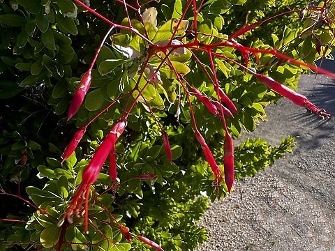 Mexican Tree Ocotillo (Fouquieria macdougalii) Young, developing shoots and leaves are  delicate and lack a fully developed protective waxy layer. The red anthocyanin pigment acts as a natural "sunscreen" or light shield, absorbing excess intense light and UV radiation that could otherwise damage the sensitive new tissues and their developing photosynthetic mechanisms.

Anthocyanins help protect the plant from other abiotic stresses, including cold temperatures and drought, by stabilizing cell membranes and acting as antioxidants.

The vibrant red color may serve as a warning signal to insects and other plant-eating animals that the new growth is tough or unpalatable, potentially indicating the presence of bitter or toxic compounds.

Some research suggests that the presence of anthocyanins during leaf development and senescence (aging) is linked to the efficient recovery and transport of valuable nutrients, like nitrogen and carbohydrates, back to the main plant body for storage.  Fall,Fouquieria macdougalii,Geotagged,Mexican tree ocotillo,United States