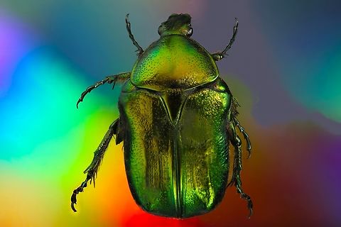 Rose Chafer possibly (Cetonia aurata) From a Ukraine collection Cetonia aurata,Fall,Geotagged,Rose chafer,United States