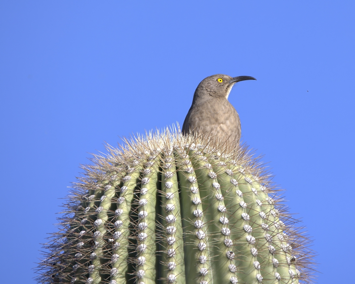 Curve-billed Thrasher (Toxostoma curvirostre) On top of a Saguaro. Look for the fly in the image. Curve-billed Thrasher,Geotagged,Toxostoma curvirostre,United States
