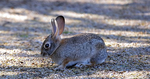 Desert Cottontail (Sylvilagus audubonii)  Desert cottontail,Fall,Geotagged,Sylvilagus audubonii,United States