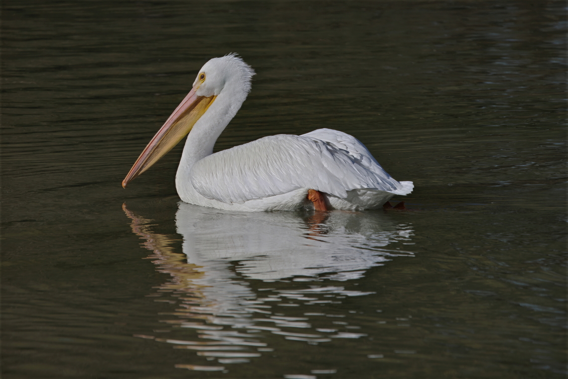American white pelican (Pelecanus erythrorhynchos)  American White Pelican,Fall,Geotagged,Pelecanus erythrorhynchos,United States