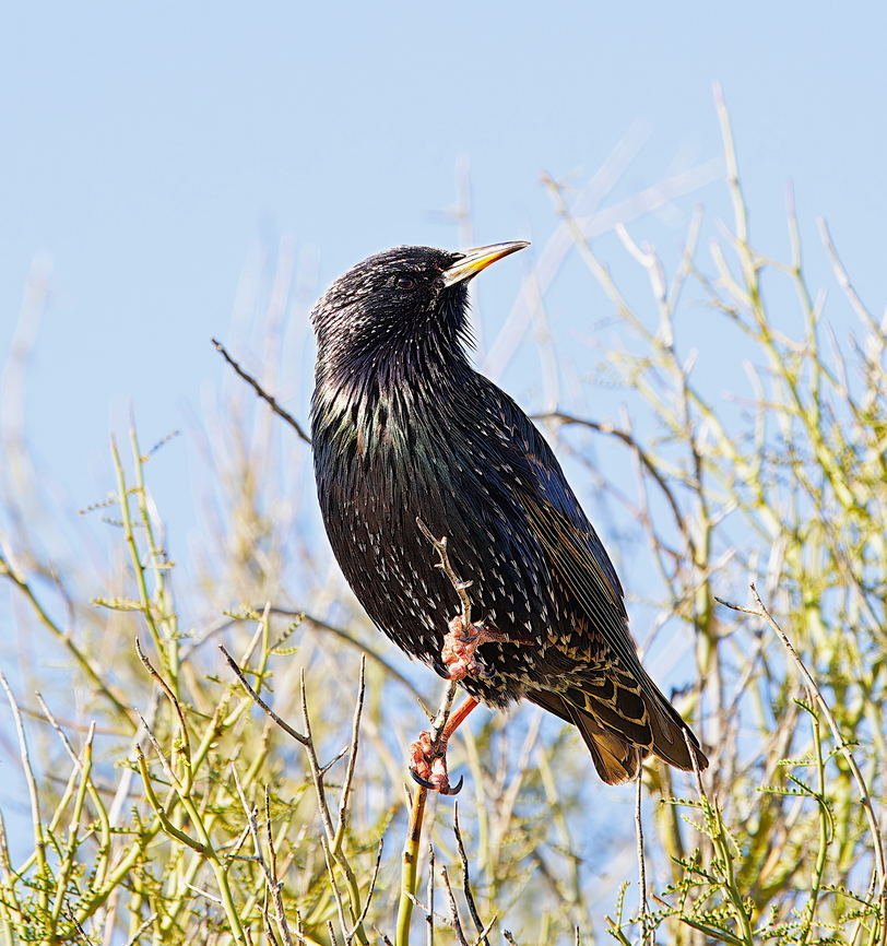 European starling (Sturnus vulgaris) On a Mesquite tree Common Starling,Fall,Geotagged,Sturnus vulgaris,United States