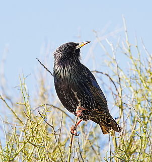European starling (Sturnus vulgaris) On a Mesquite tree Common Starling,Fall,Geotagged,Sturnus vulgaris,United States
