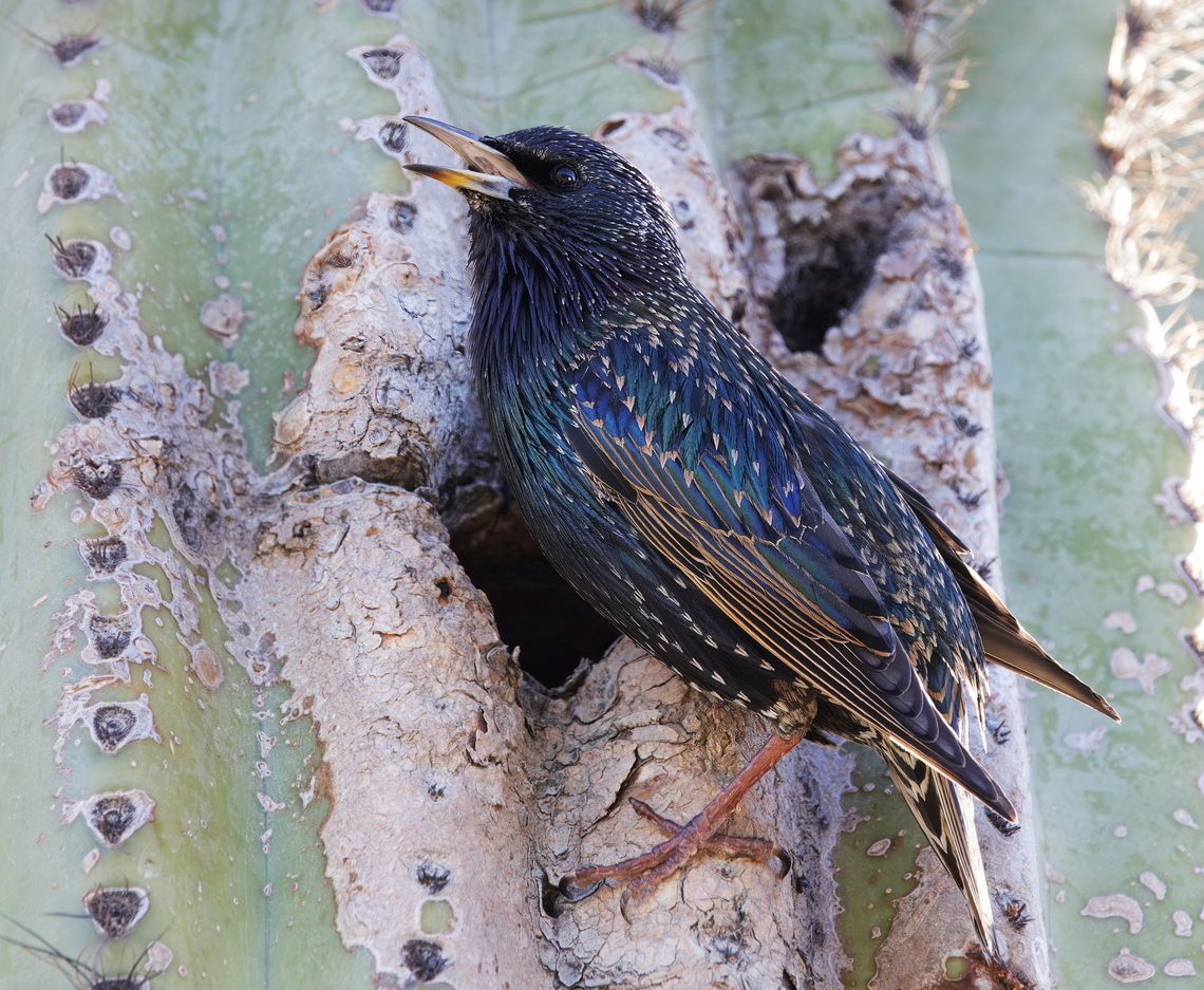 European Starling or Sturnus vulgaris They use holes in Saguaro cactus made by woodpeckers to nest in as it moderates the heat Common Starling,Fall,Geotagged,Sturnus vulgaris,United States