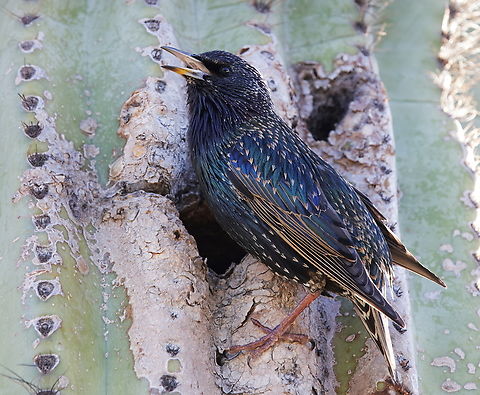 European Starling or Sturnus vulgaris They use holes in Saguaro cactus made by woodpeckers to nest in as it moderates the heat Common Starling,Fall,Geotagged,Sturnus vulgaris,United States
