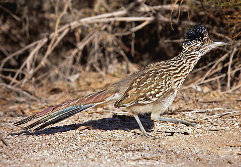 Greater Roadrunner (Geococcyx californianus) This bird usually is pretty cautious of people but this time he was sticking around. I really like the orange flash by his eye and the different colors of his tail feathers as well at the ruffled feathers on the top of his head. Just a fun bird to watch. Fall,Geococcyx californianus,Geotagged,Greater Roadrunner,United States