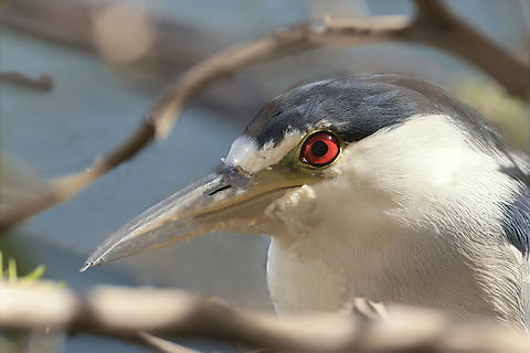 Black-crowned Night Heron (Nycticorax nycticorax) It was hiding in overhanging tree branches just above the water. I like this shot because of the way the branches framed the head and bill of the heron with the redeye right in the center. Black-crowned Night Heron,Fall,Geotagged,Nycticorax nycticorax,United States
