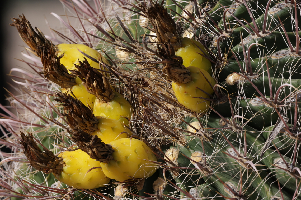 California barrel cactus (Ferocactus cylindraceus) Appearance: The fruit is yellow, fleshy, and hollow inside with many tiny black seeds. The remnants of the flower remain at the top, giving it a miniature pineapple-like appearance.<br />
Edibility: The fruit and its seeds are edible and were traditionally used as a food source by indigenous peoples.<br />
Taste: The flesh is described as having a mildly tart or acidic flavor, sometimes reminiscent of lemon or sorrel.<br />
Harvesting: The fruit is generally spine-free, making it relatively easy to pick, though the cactus body itself has long, sharp spines. The yellow fruit typically ripens in late fall and winter, often between November and March. California Barrel Cactus,Ferocactus cylindraceus,Geotagged,United States,Winter