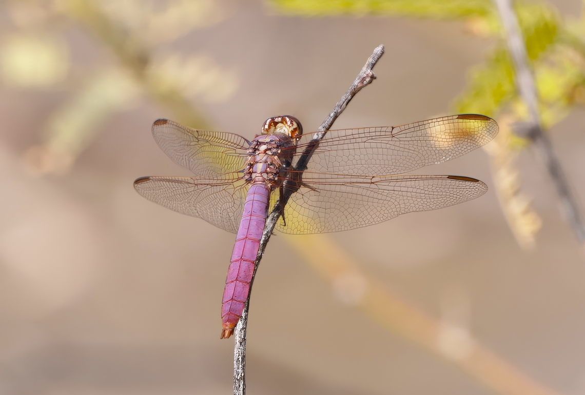 Male Roseate skimmer dragonfly (Orthemis ferruginea)  Fall,Geotagged,Orthemis ferruginea,Roseate Skimmer,United States