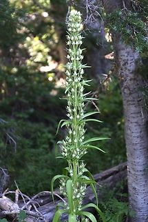 Monument Plant (Frasera speciosa), also commonly known as elkweed or green gentian in United States.