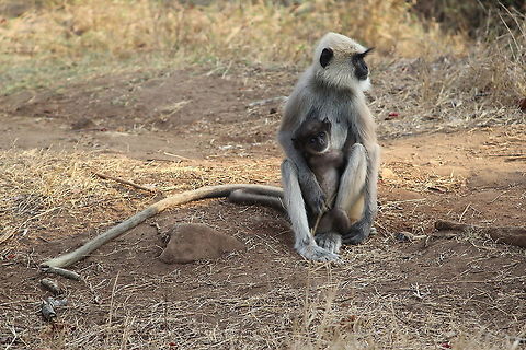 IMG_5511  Semnopithecus priam,Tufted gray langur