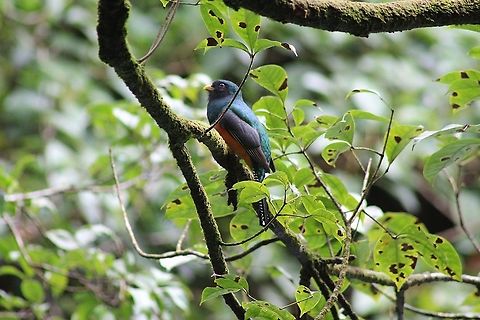 Orange-bellied trogon  Trogon collaris aurantiiventris,birds,costa rica,orange-bellied trogon,trogons