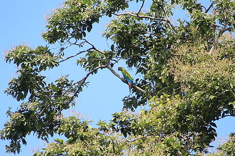 Lapa verde(Ara ambiguus)  Ara ambiguus,Great Green Macaw