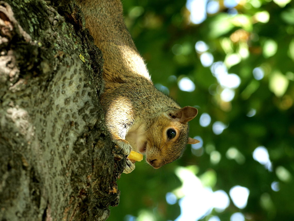 We are not the only ones who love french fries! Taken in Hyde Park, London Eastern gray squirrel,Sciurus carolinensis