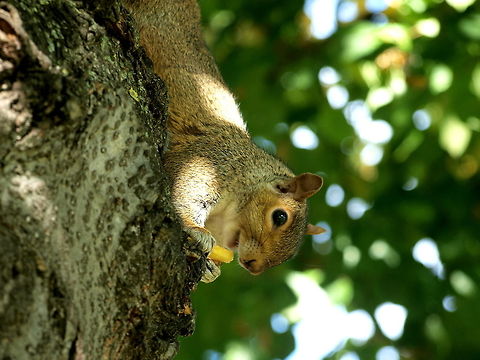 We are not the only ones who love french fries! Taken in Hyde Park, London Eastern gray squirrel,Sciurus carolinensis