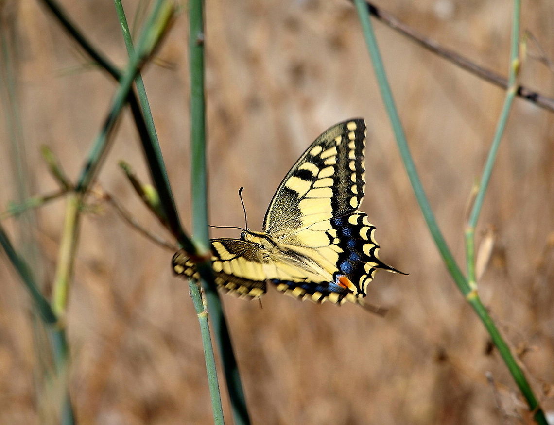 Papilio Machaon One of the most beautiful creatures on earth!  Old World swallowtail,Papilio machaon
