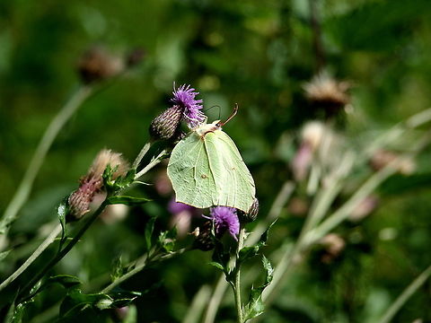 Gonepteryx rhamni  Common Brimstone,Gonepteryx rhamni