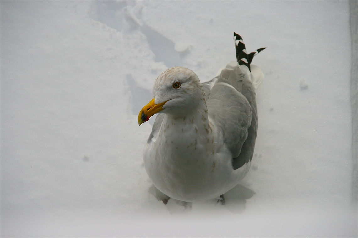 Silver Gull  California gull,Chroicocephalus novaehollandiae,Larus californicus,Silver Gull