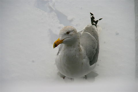 Silver Gull  California gull,Chroicocephalus novaehollandiae,Larus californicus,Silver Gull