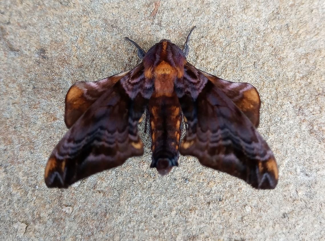 Small Eyed Sphinx Moth  Moth,Paonias myops,Small-Eyed Sphinx,insect,small mouth sphinx,sphinx moth
