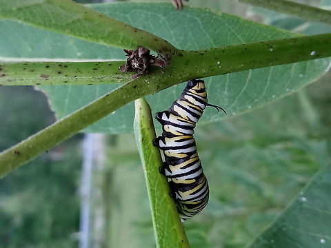 Monarch Caterpillar A very hungry monarch dining on some milkweed in my yard.
(My photos are uploading rotated incorrectly, cannot figure out how to fix it haha) Danaus plexippus,Monarch butterfly