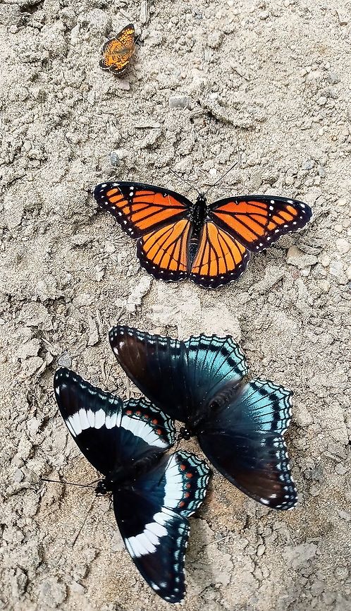 Butterfly Party A group of various butterflies we came across on the trail. Geotagged,Limenitis archippus,Summer,Swallowtail,United States,Viceroy