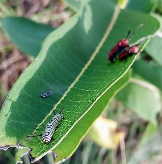 Milkweed, After Dark Monarch caterpillar and two voyeuristic milkweed beetles Danaus plexippus,Geotagged,Monarch butterfly,Red milkweed beetle,Summer,United States,monarch caterpillar