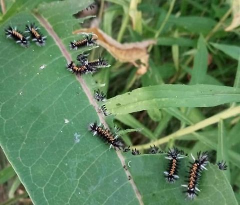 Milkweed Tussock Moth The hatch is on Euchaetes egle,Geotagged,Milkweed Tussock Moth,United States