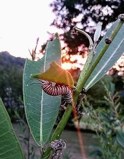 Monarch Sunset  Danaus plexippus,Geotagged,Monarch butterfly,Summer,United States,monarch caterpillar