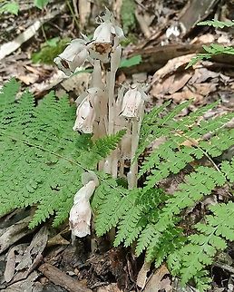 Ghost Plant Also known as Indian Pipe, Corpse Flower and a few others, the Ghost Plant is one of my favorites to find in the forest  Geotagged,Ghost Pipes,Ghost Plant,Indian Pipe,Monotropa uniflora,Summer,United States