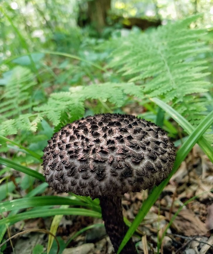 Old Man of the Woods  Geotagged,Old Man of the Woods,Old man of the woods,Strobilomyces strobilaceus,Summer,United States