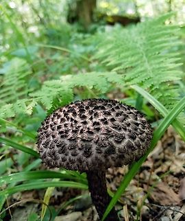 Old Man of the Woods  Geotagged,Old Man of the Woods,Old man of the woods,Strobilomyces strobilaceus,Summer,United States