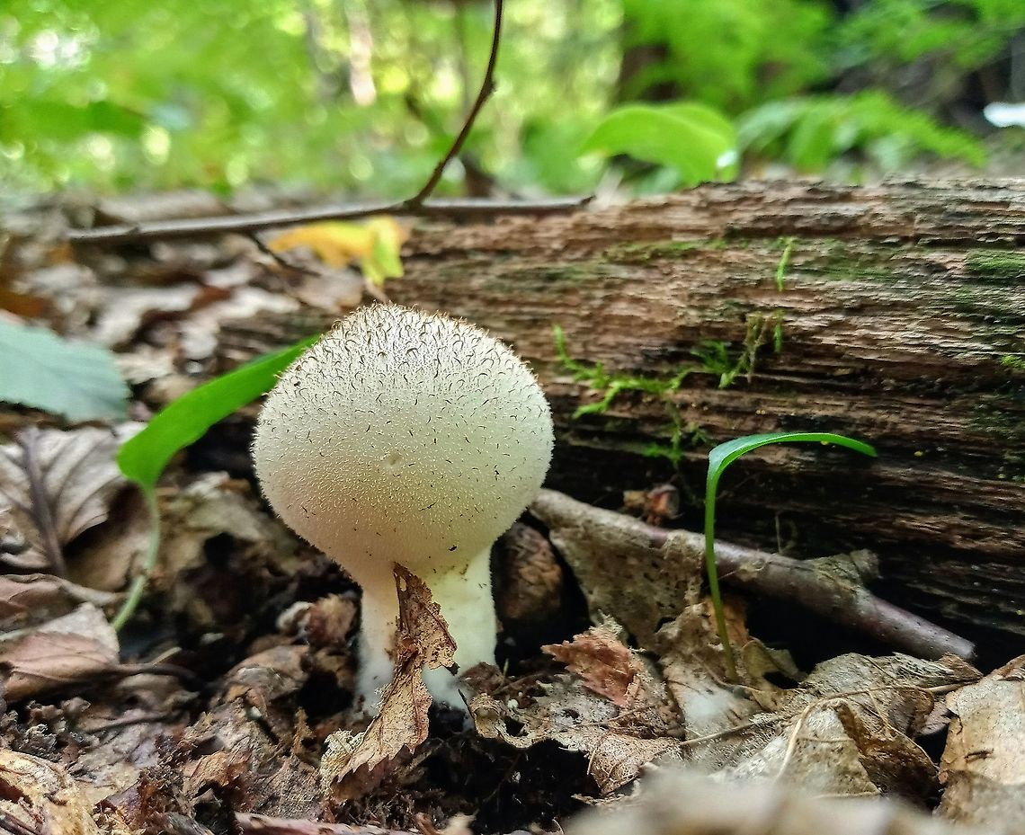 Puffball  Common puffball,Geotagged,Lycoperdon perlatum,Summer,United States,puffball