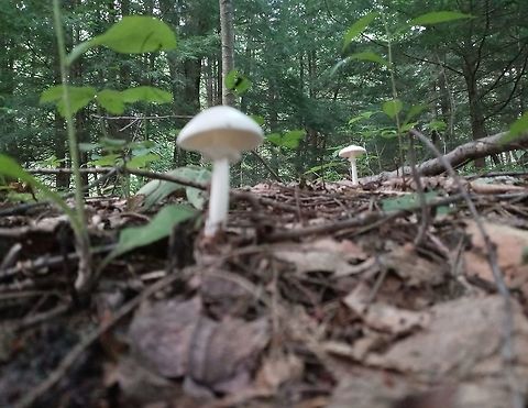 Death From Above  Eastern North American destroying angel,Geotagged,Summer,United States