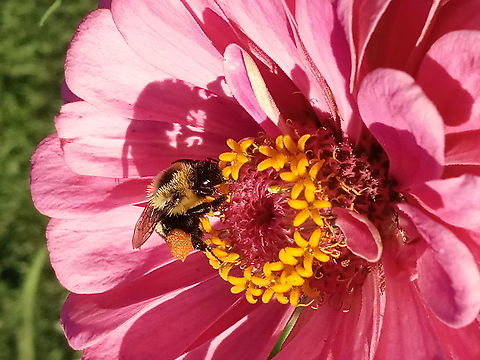Eastern Bumblebee Bumblebee shadow on zinnia Bombus impatiens,Common eastern bumble bee,Geotagged,Summer,United States