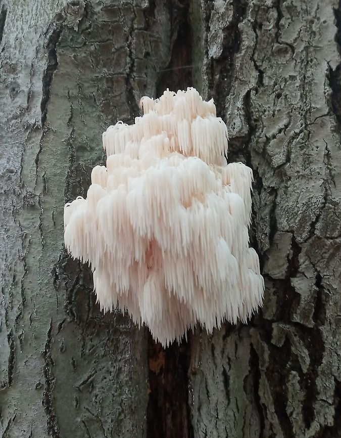 Bear Head Tooth Fungus  Bear's Head Tooth Fungus,Geotagged,Hericium americanum,United States