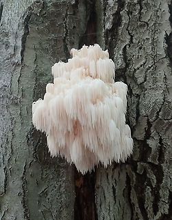 Bear Head Tooth Fungus  Bear's Head Tooth Fungus,Geotagged,Hericium americanum,United States