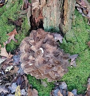 Cluck, cluck Hen of the woods  Geotagged,Grifola frondosa,Hen of the Woods,United States