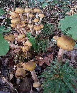 Sweet honey  Armillaria mellea,Geotagged,Honey fungus,United States