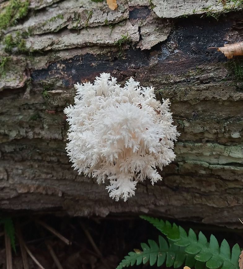 Coral tooth  Geotagged,Hericium coralloides,United States