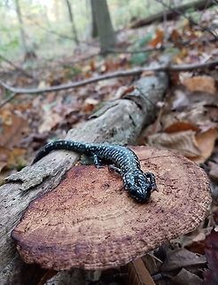 Slimy Guy Hanging out on a shelf mushroom in the leaf litter in my backyard in Central Pennsylvania.  Geotagged,Northern slimy salamander,Plethodon glutinosus,United States