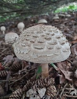 So Shaggy Grouping of over 30 shaggy parasols under pines. Geotagged,Macrolepiota procera,United States