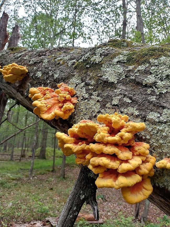 Chicken of the Woods  Chicken of the Woods,Geotagged,Laetiporus sulphureus,United States