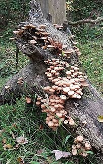 The Honey Hole  Armillaria mellea,Geotagged,Honey fungus,United States