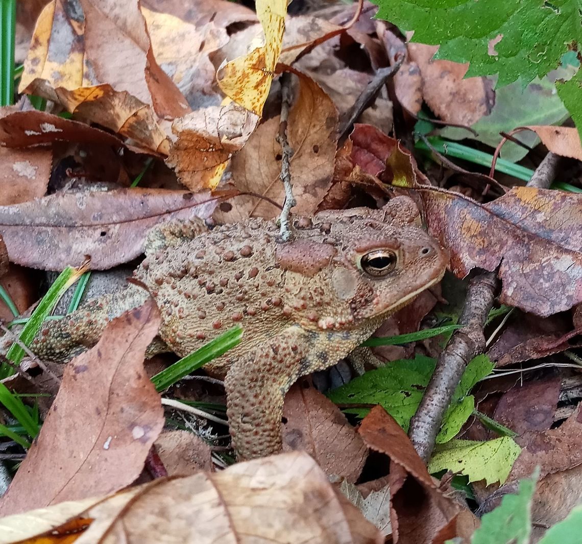 Fowler's Toad His father was Mr Toad, you can call him Fowler Anaxyrus fowleri,Fowlers   toad,Geotagged,United States