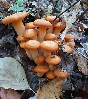 Jack O'lantern Beautiful, vibrant cluster of Jacks.  Geotagged,Jack O' Lantern Mushroom,Omphalotus illudens,United States